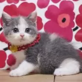 ブリティッシュショートヘア
