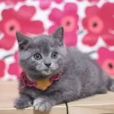 マンチカン(長足)