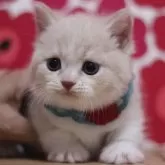 マンチカン(短足)