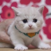 マンチカン