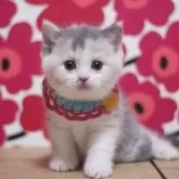 マンチカン(長足)