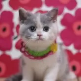 マンチカン(長足)