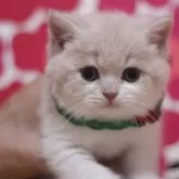 スコティッシュフォールド(立ち耳)【東京都・男の子・2025年2月26日・クリームタビー&ホワイト】の写真1