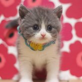 ブリティッシュショートヘア