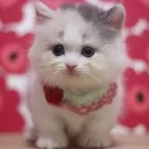マンチカン(短足)