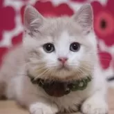 ブリティッシュショートヘア