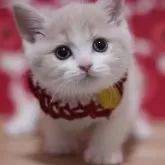 スコティッシュフォールド(立ち耳)【東京都・女の子・2024年12月16日・クリームタビー&ホワイト】の写真1