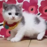 ブリティッシュショートヘア