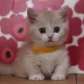マンチカン(短足)