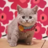 スコティッシュフォールド(立ち耳)