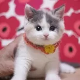 スコティッシュフォールド(立ち耳)【東京都・女の子・2024年12月11日・ダイリュートキャリコ】の写真1