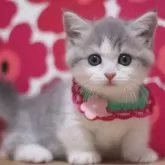 ミヌエット(短足)