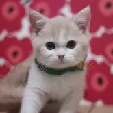 スコティッシュフォールド(立ち耳)