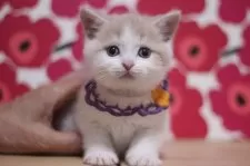 スコティッシュフォールド(立ち耳)【東京都・男の子・2025年2月26日・クリームタビー&ホワイト】の写真2