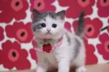 マンチカン(長足)【東京都・女の子・2025年2月13日・ダイリュートキャリコ】の写真2