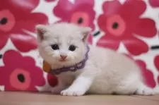 スコティッシュフォールド(立ち耳)【東京都・男の子・2025年8月22日・クリームタビー&ホワイト】の写真2