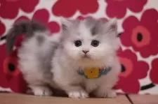 ミヌエット(短足)【東京都・男の子・2024年12月13日・ブルー&ホワイト】の写真2