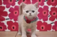 マンチカン(長足)【東京都・男の子・2025年12月1日・クリームタビー】の写真2