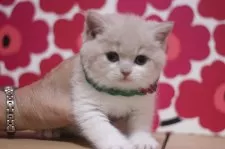 スコティッシュフォールド(立ち耳)【東京都・男の子・2025年2月26日・クリームタビー&ホワイト】の写真3