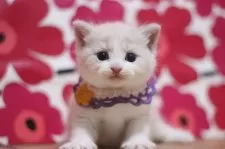 スコティッシュフォールド(立ち耳)【東京都・男の子・2025年8月22日・クリームタビー&ホワイト】の写真3