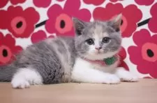 スコティッシュフォールド(立ち耳)【東京都・女の子・2024年12月16日・ダイリュートキャリコ】の写真3