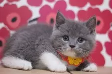 ブリティッシュショートヘア【東京都・男の子・2024年11月23日・ブルータビー&ホワイト】の写真3