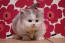 ミヌエット(短足)【東京都・男の子・2024年12月13日・ブルー&ホワイト】の写真3