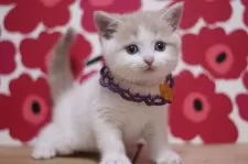 スコティッシュフォールド(立ち耳)【東京都・男の子・2025年2月26日・クリームタビー&ホワイト】の写真3