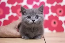 マンチカン(短足)【東京都・男の子・2025年6月15日・ブルータビー】の写真3