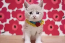 マンチカン(長足)【東京都・男の子・2025年2月20日・クリームタビー&ホワイト】の写真3