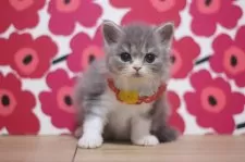 スコティッシュフォールド(立ち耳)【東京都・女の子・2025年12月7日・ブルータビー&ホワイト】の写真4