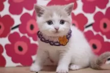 スコティッシュフォールド(立ち耳)【東京都・男の子・2025年2月26日・クリームタビー&ホワイト】の写真4