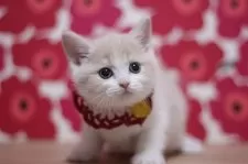 スコティッシュフォールド(立ち耳)【東京都・女の子・2024年12月16日・クリームタビー&ホワイト】の写真4