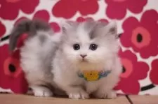 ミヌエット(短足)【東京都・男の子・2024年12月13日・ブルー&ホワイト】の写真4