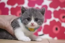 ブリティッシュショートヘア【東京都・男の子・2025年10月18日・ブルータビー&ホワイト】の写真4