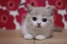 マンチカン(短足)【東京都・男の子・2025年6月15日・クリームタビー&ホワイト】の写真4