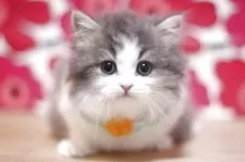 マンチカン(長足)【東京都・男の子・2025年3月7日・ブルータビー&ホワイト】の写真5