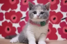 スコティッシュフォールド(立ち耳)【東京都・女の子・2024年12月16日・ダイリュートキャリコ】の写真5