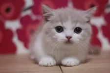 マンチカン(短足)【東京都・男の子・2025年6月15日・クリームタビー&ホワイト】の写真5