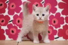 スコティッシュフォールド(立ち耳)【東京都・男の子・2025年10月25日・クリームタビー】の写真5