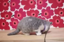 スコティッシュフォールド(立ち耳)【東京都・男の子・2024年11月16日・ブルータビー&ホワイト】の写真5