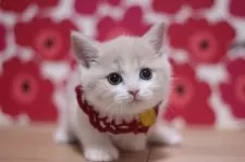 スコティッシュフォールド(立ち耳)【東京都・女の子・2024年12月16日・クリームタビー&ホワイト】の写真5