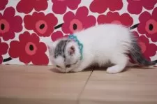 ミヌエット(長足)【東京都・男の子・2024年12月21日・ブルータビー&ホワイト】の写真6