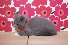 ブリティッシュショートヘア【東京都・男の子・2024年11月23日・ブルータビー&ホワイト】の写真6