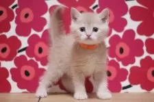 スコティッシュフォールド(立ち耳)【東京都・男の子・2025年10月25日・クリームタビー】の写真6