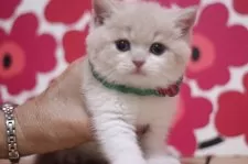 スコティッシュフォールド(立ち耳)【東京都・男の子・2025年2月26日・クリームタビー&ホワイト】の写真6