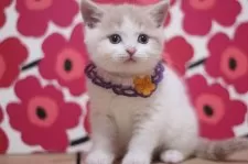 スコティッシュフォールド(立ち耳)【東京都・男の子・2025年2月26日・クリームタビー&ホワイト】の写真6