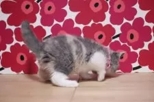 スコティッシュフォールド(立ち耳)【東京都・女の子・2024年12月16日・ダイリュートキャリコ】の写真6