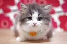 マンチカン(長足)【東京都・男の子・2025年3月7日・ブルータビー&ホワイト】の写真7