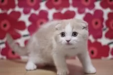 スコティッシュフォールド(折れ耳)【東京都・男の子・2025年9月29日・クリームタビー&ホワイト】の写真7